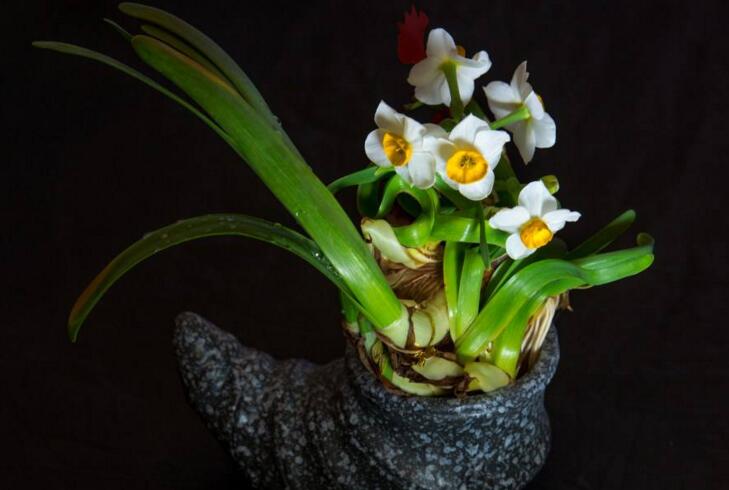 土培水仙花的養(yǎng)殖方法，栽種溫度時(shí)間最重要