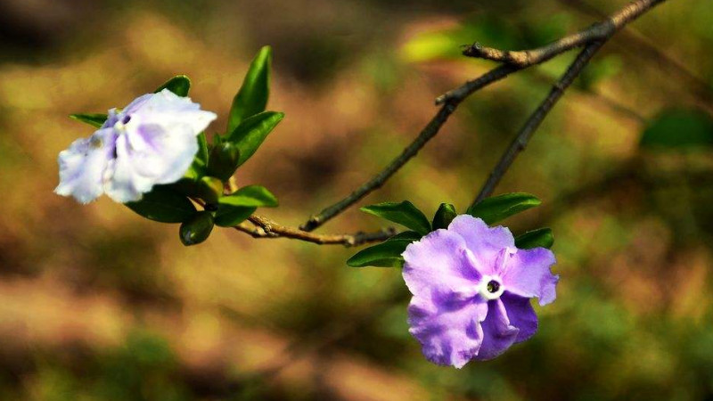 鴛鴦茉莉的花語(yǔ)