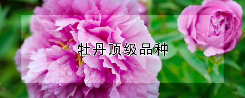 牡丹頂級(jí)品種