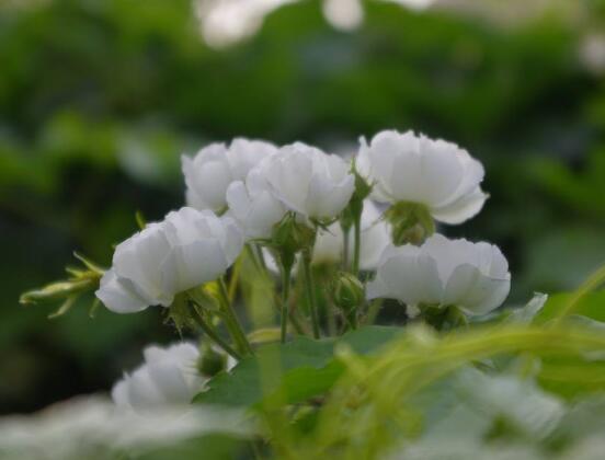 薔薇花的養(yǎng)殖方法，掌握八大方法就可養(yǎng)好