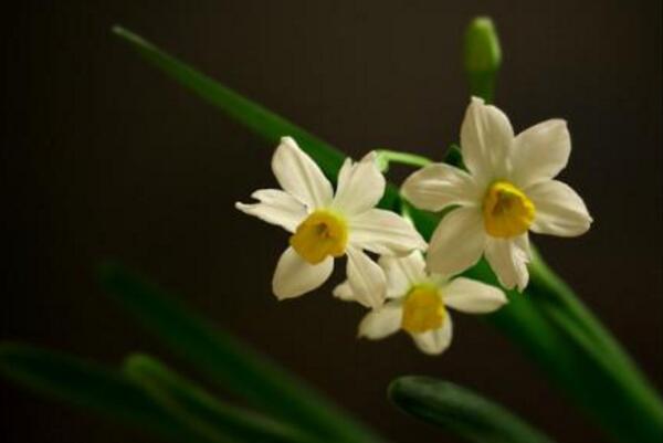 水仙花的蟲害防治方法，預(yù)防病害一定要對(duì)癥下藥