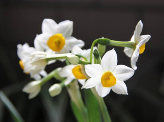 關(guān)于水仙花的知識，老農(nóng)解析五個最全面的概述