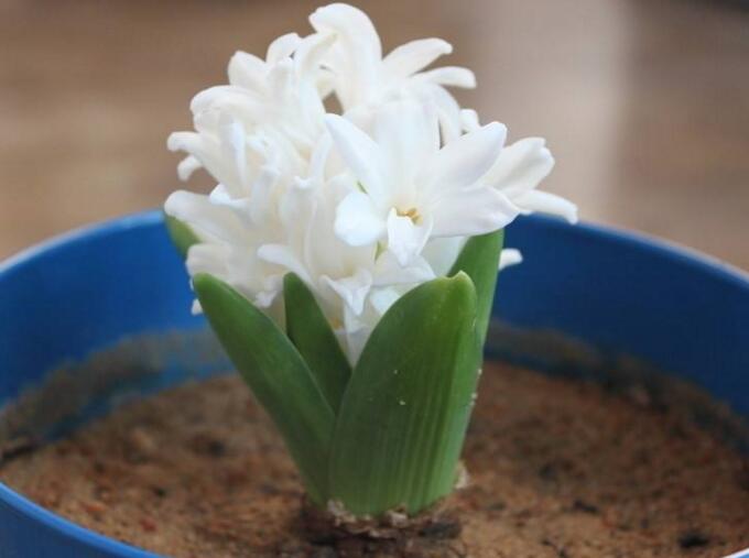 土培水仙花的養(yǎng)殖方法，栽種溫度時(shí)間最重要