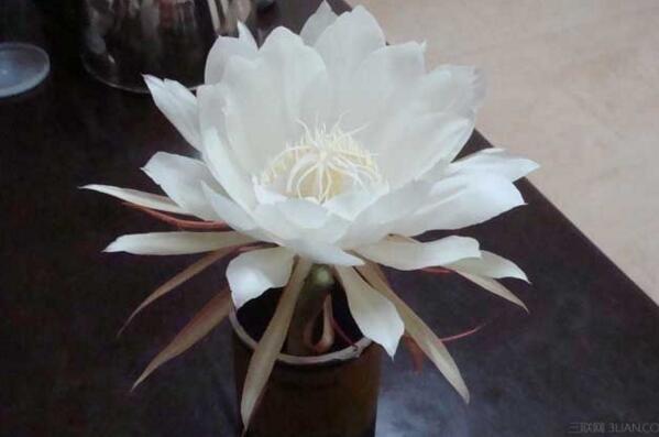 曇花對(duì)室內(nèi)家居的影響，觀賞以及凈化最突出