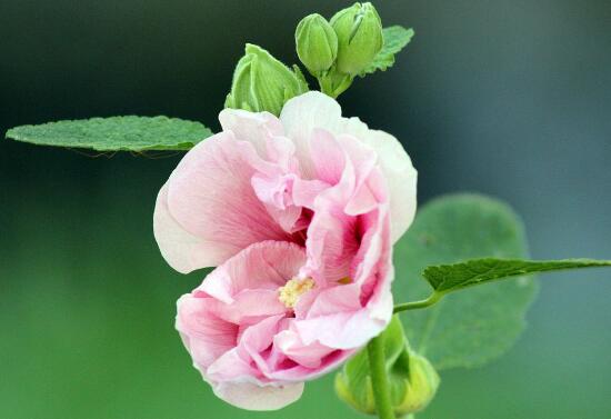 芙蓉花什么時(shí)候開，芙蓉花一年開幾次花
