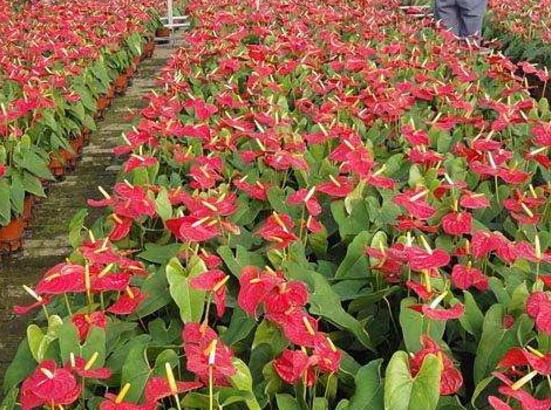 紅掌的花語，象征著大展宏圖、熱情、熱血