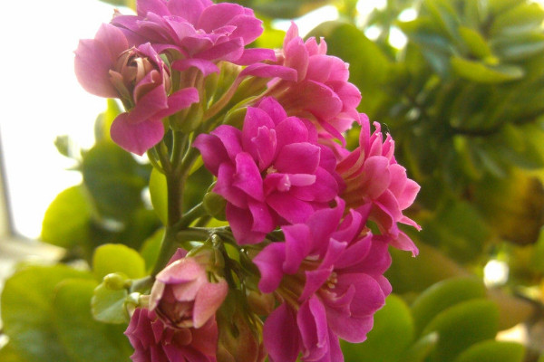 長壽花只剩光桿怎么養(yǎng)