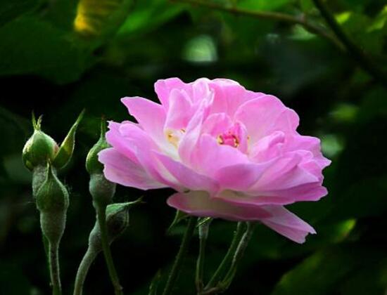 薔薇花有毒嗎，薔薇花可以種植在室內(nèi)嗎