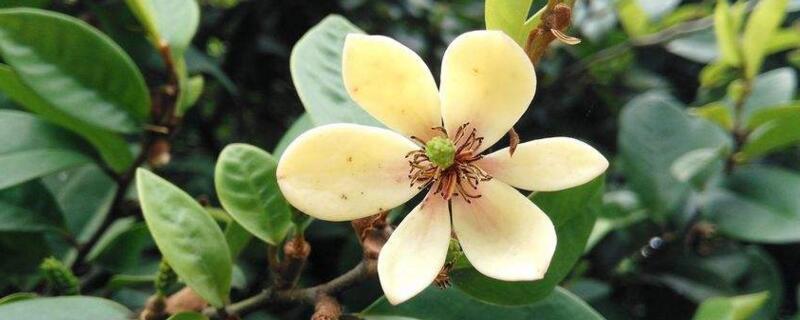 含笑花花語(yǔ)