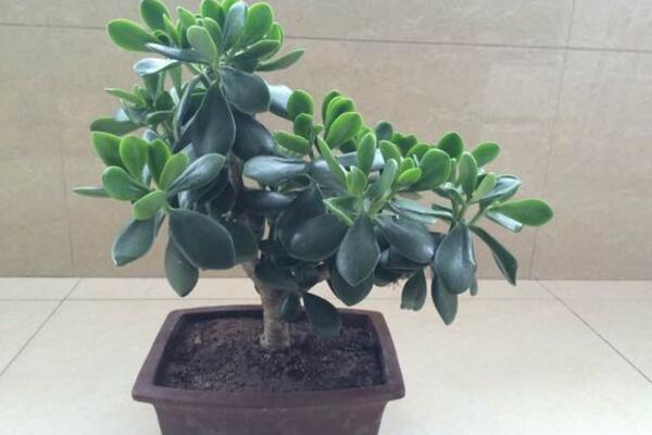 燕子掌會(huì)開花嗎，可以開花但是開花難度較高