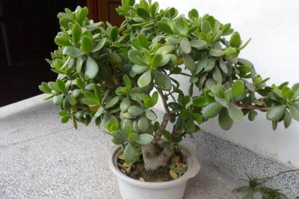 燕子掌會(huì)開花嗎，可以開花但是開花難度較高