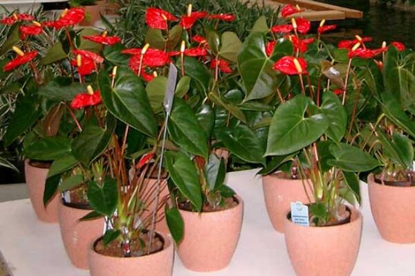 家庭養(yǎng)紅掌有什么好處，最為主要的4大好處