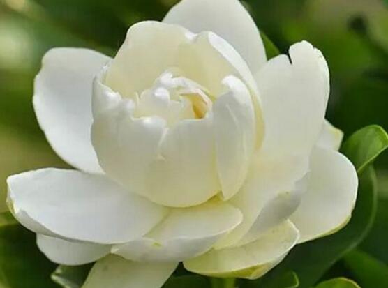 梔子花的花語，梔子花代表永恒的愛與約定