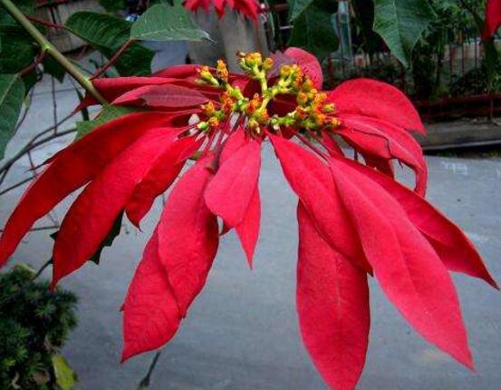 一品紅有毒嗎，一品紅可以放在室內(nèi)養(yǎng)嗎