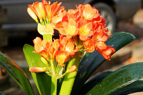 君子蘭切頭多久可以發(fā)芽