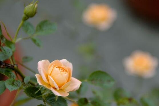 家庭種植薔薇花有什么好處，薔薇花是綠花遮陰的好幫手
