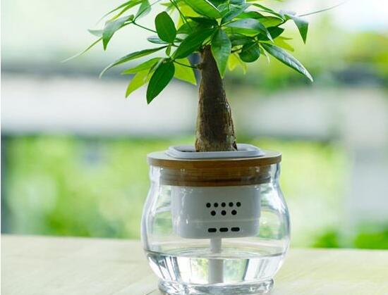 發(fā)財樹能水培嗎，教你快速學會發(fā)財樹水培方法