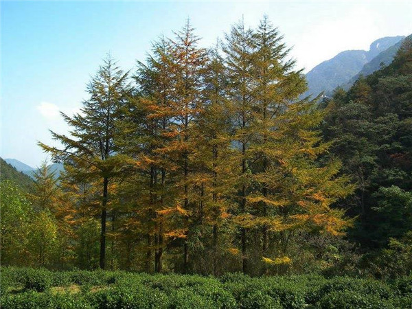 金錢(qián)松基本資料