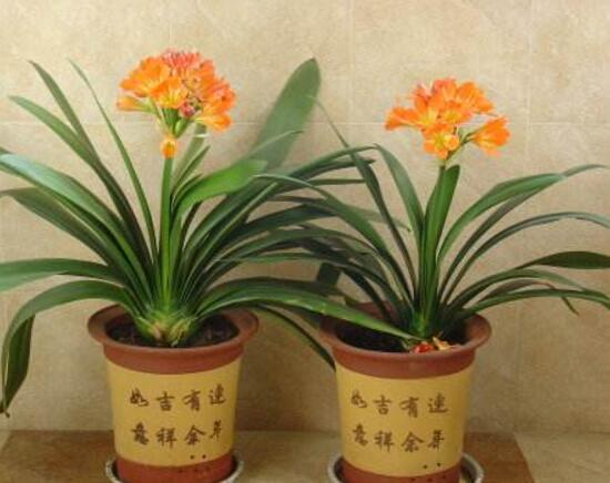 君子蘭什么時候開花，君子蘭開花有什么兆頭