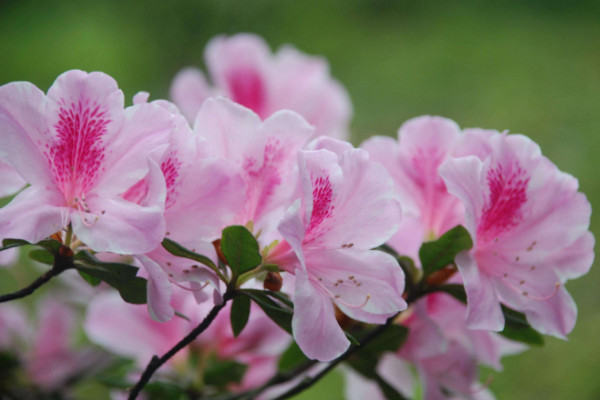 杜鵑花開(kāi)花后怎么修剪，剪掉殘花和爛枝