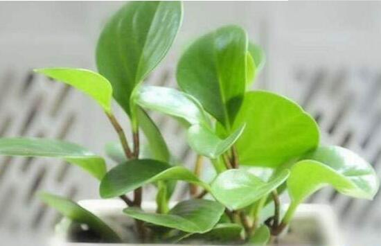 碧玉為什么會爛根，碧玉爛根怎么辦(換盆換土重新栽培)