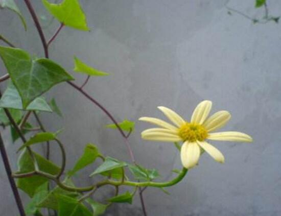 常春藤會開花嗎，常春藤什么時(shí)候開花