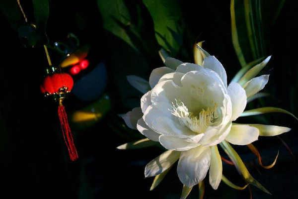 曇花不開花怎么修剪