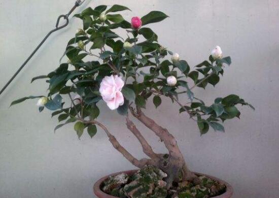 茶花適合在室內(nèi)養(yǎng)嗎，茶花對家里的風(fēng)水好嗎
