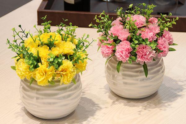 盆栽康乃馨怎么養(yǎng)，必須要掌握的5大要點(diǎn)
