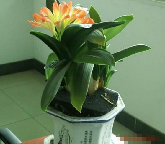 養(yǎng)殖君子蘭用什么花盆好，泥瓦盆、塑料盆、紫砂盆為最合適的花盆