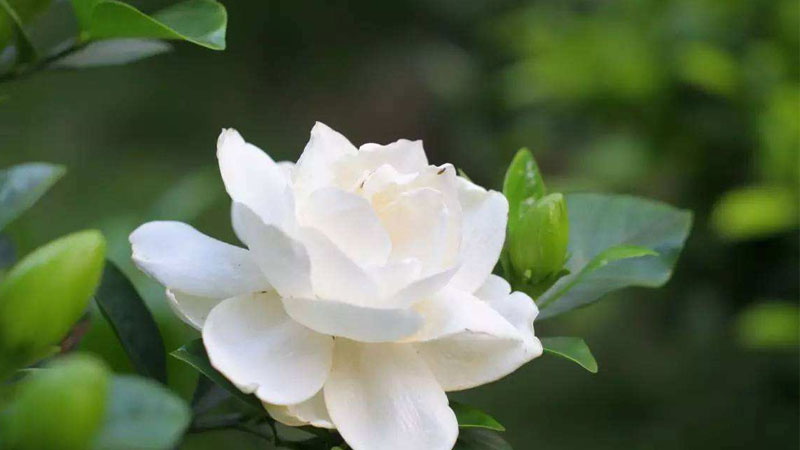 盆栽梔子花的養(yǎng)殖方法和注意事項