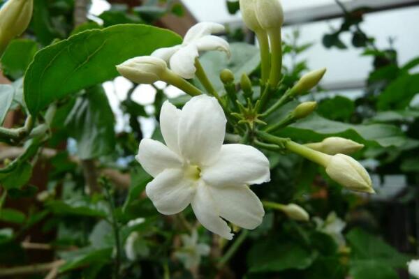 茉莉花夏天怎么養(yǎng)，控制施肥澆水得當(dāng)才能養(yǎng)得好