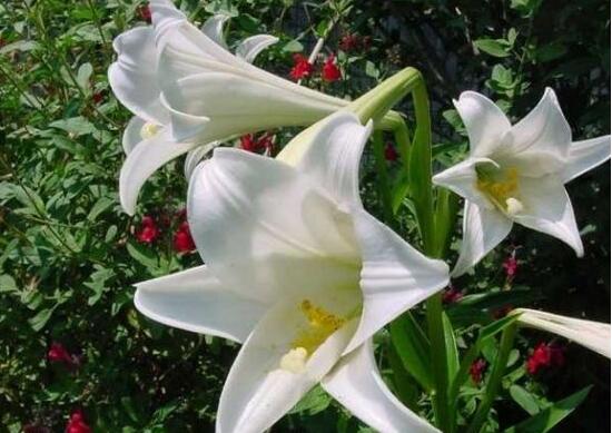 百合花怎么繁殖，百合花的繁殖方法