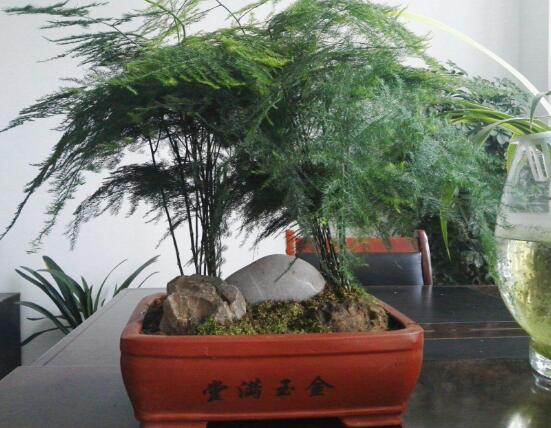 文竹花語，代表著永恒、朋友純潔的心、永遠不變