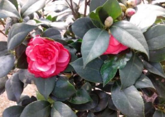 家里為什么不能養(yǎng)茶花，茶花的寓意是什么