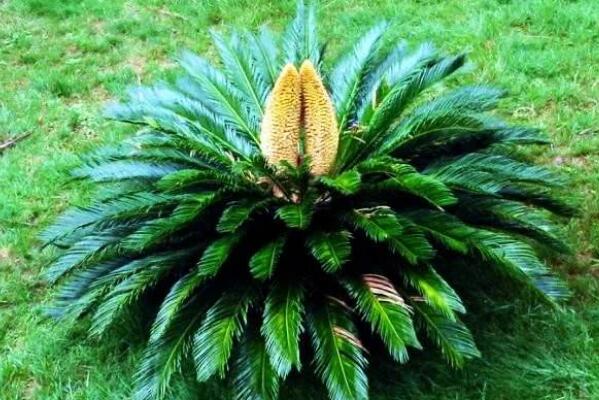 鐵樹(shù)能不能開(kāi)花，開(kāi)花寓意著大吉大利（能開(kāi)花）