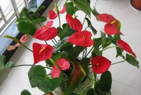 紅掌對(duì)人體有害嗎，家里有孕婦能養(yǎng)紅掌嗎