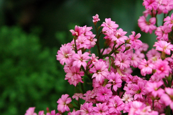 長壽花什么季節(jié)開花，春季2~5月綻放