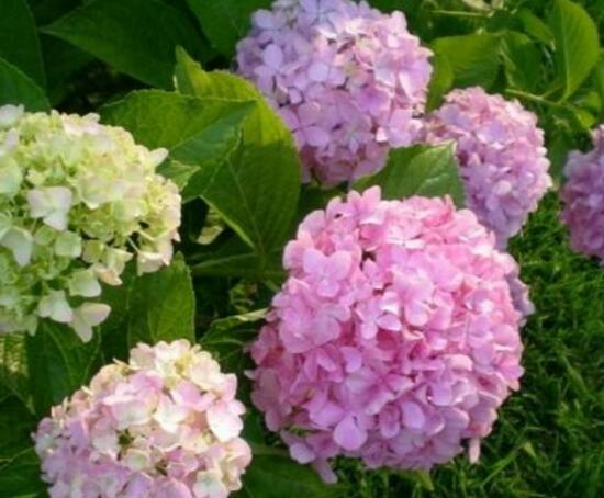 繡球花只長(zhǎng)葉子不開(kāi)花，做好四點(diǎn)解決辦法便花開(kāi)爆盆