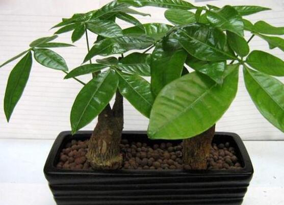 發(fā)財樹開花圖片，寓意招財進寶、財源滾滾