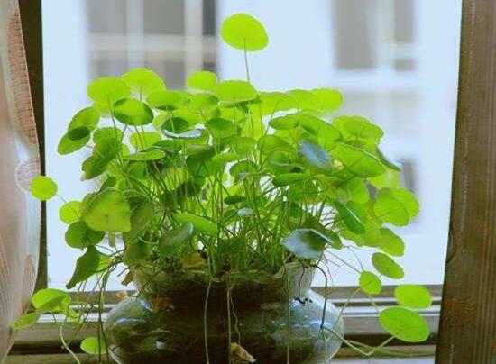 銅錢草有毒嗎，銅錢草可以放在臥室嗎