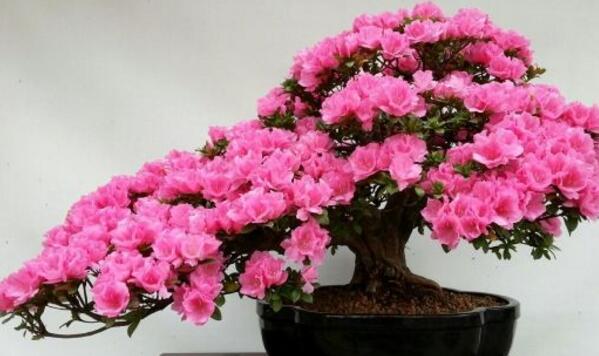 杜鵑花掉葉子怎么辦，找到原因正確的處理