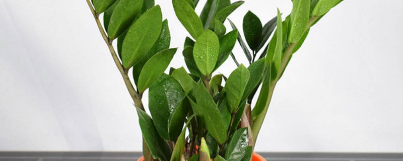 如何判斷金錢樹(shù)缺水