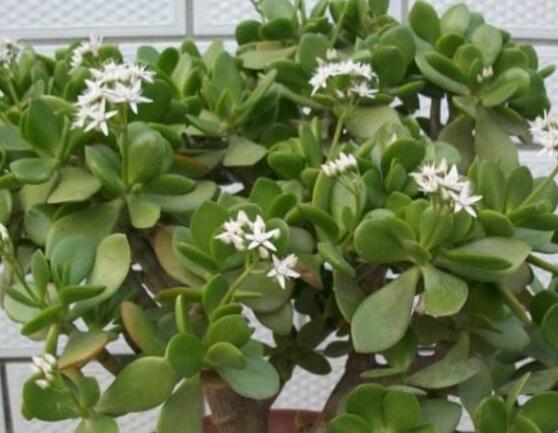 關(guān)于玉樹(shù)開(kāi)花的迷信說(shuō)法，（玉樹(shù)開(kāi)花人離世）是假的