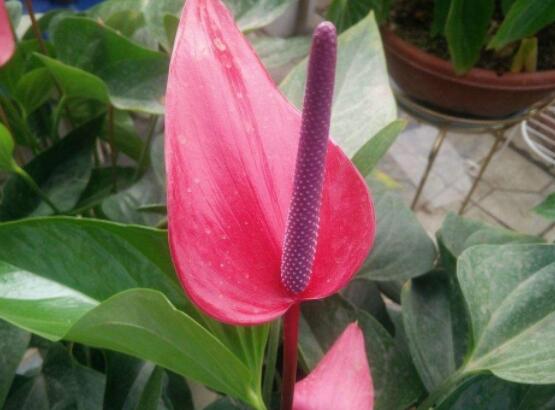 紅掌葉子發(fā)黃怎么補(bǔ)救，四種原因以及解決辦法