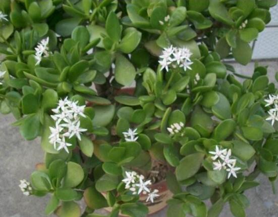 關(guān)于玉樹(shù)開(kāi)花的迷信說(shuō)法，（玉樹(shù)開(kāi)花人離世）是假的