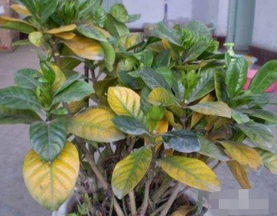 梔子花葉子發(fā)黃怎么辦，七大辦法變得枝繁葉茂