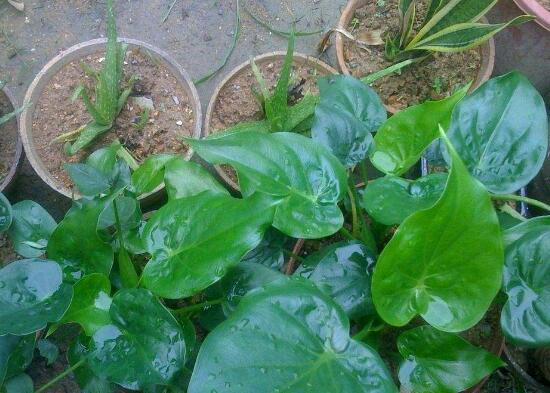 滴水觀音和海芋的區(qū)別，是同一種植物沒區(qū)別