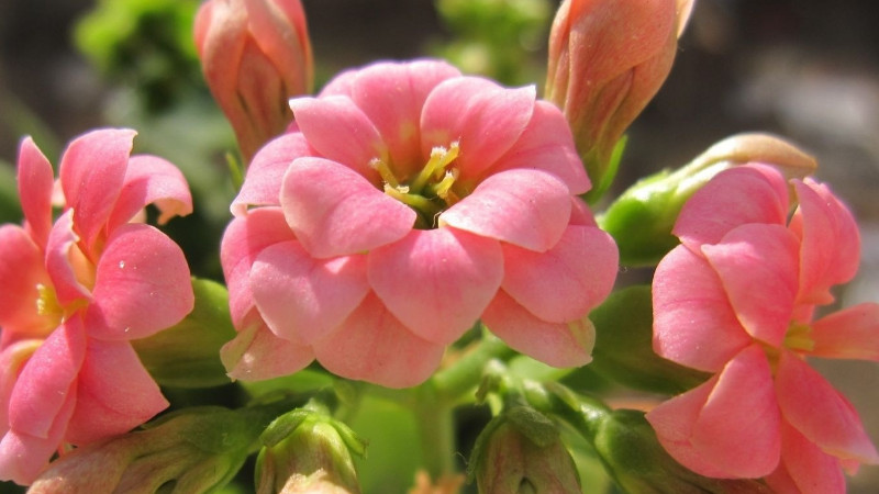 長壽花葉子發(fā)白是什么原因