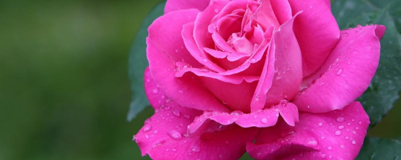 月季花苞怎么快點(diǎn)開(kāi)